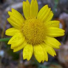 Image result for Chrysanthemum segetum