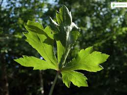 Attēlu rezultāti vaicājumam “Sanicula europaea leaf”