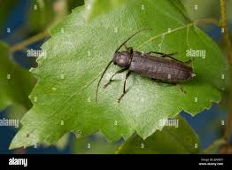 Attēlu rezultāti vaicājumam “Criocephalus rusticus”