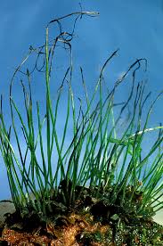 Attēlu rezultāti vaicājumam “Anthocerotopsida”