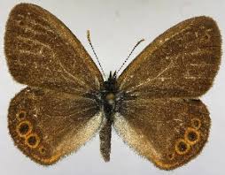 Attēlu rezultāti vaicājumam “Coenonympha hero”