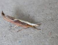 Attēlu rezultāti vaicājumam “Ypsolopha dentella”