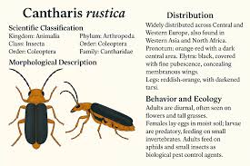 Attēlu rezultāti vaicājumam “Cantharidae”