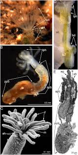 Attēlu rezultāti vaicājumam “Lophozia ascendens”