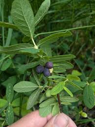 Attēlu rezultāti vaicājumam “Lonicera ferdinandii fruit”