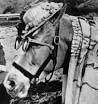 A Mr. Ed Scrapbook
