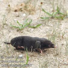 Attēlu rezultāti vaicājumam “Talpa europaea”