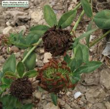 Attēlu rezultāti vaicājumam “Trifolium montanum fruit”