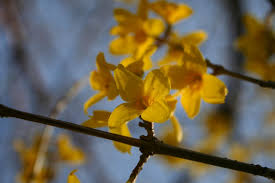 Attēlu rezultāti vaicājumam “Forsythia suspensa flower”
