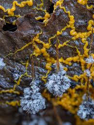 Attēlu rezultāti vaicājumam “Diderma umbilicatum macro”