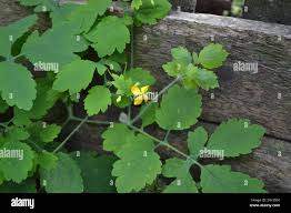 Attēlu rezultāti vaicājumam “Chelidonium majus leaf”