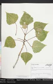 Attēlu rezultāti vaicājumam “Populus x canadensis leaf”