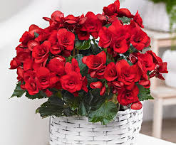 Image result for Бегония Элатиор 12х22 4601887072423