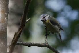 Attēlu rezultāti vaicājumam “Cyanistes caeruleus juvenile”