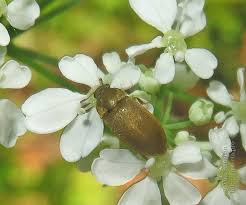 Attēlu rezultāti vaicājumam “Byturus tomentosus”