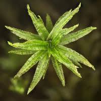 Attēlu rezultāti vaicājumam “Atrichum flavisetum”