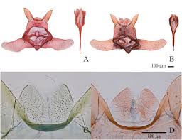 Attēlu rezultāti vaicājumam “Tischeriidae”