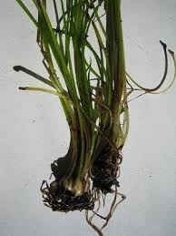 Attēlu rezultāti vaicājumam “Isoetes lacustris leaf”