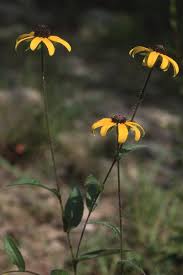 Attēlu rezultāti vaicājumam “Rudbeckia hirta var. pulcherrima flower”