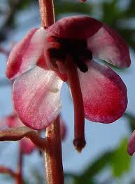 Attēlu rezultāti vaicājumam “Pyrolaceae”