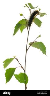 Attēlu rezultāti vaicājumam “Arctia caja larva”