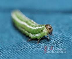 Attēlu rezultāti vaicājumam “Gilpinia”