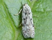 Attēlu rezultāti vaicājumam “Carpatolechia proximella”