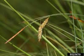 Attēlu rezultāti vaicājumam “Carex limosa”