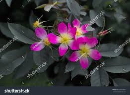 Attēlu rezultāti vaicājumam “Rosa glauca”