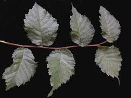 Attēlu rezultāti vaicājumam “Ulmus x hollandica leaf”
