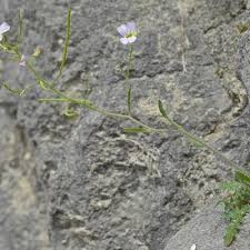 Attēlu rezultāti vaicājumam “Cardaminopsis arenosa bud”