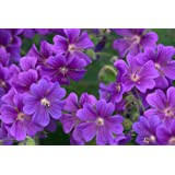 Image result for Geranium `Purple Haze`