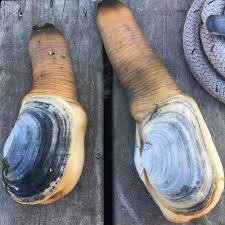 Image result for geoduck