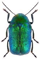 Attēlu rezultāti vaicājumam “Cryptocephalus aureolus, Cryptocephalus sericeus”