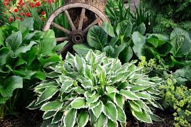 Image result for Hosta fortunei albomarginata