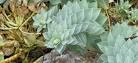  Waxy coating protects from heat and drought: euphorbia - Ask ... 
