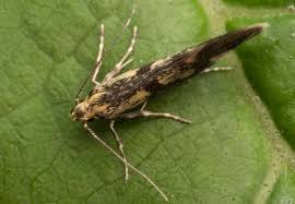 Attēlu rezultāti vaicājumam “Denisia similella”