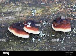 Attēlu rezultāti vaicājumam “Ischnoderma benzoinum”