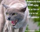 17 Fun Cat Facts