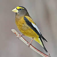 Image result for Hesperiphona vespertina