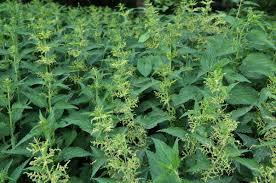 Attēlu rezultāti vaicājumam “Urtica dioica flower”