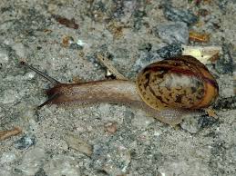 Attēlu rezultāti vaicājumam “Fruticola fruticum”