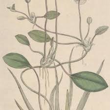 Attēlu rezultāti vaicājumam “Alismataceae”