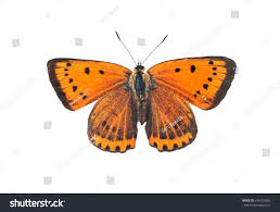 Attēlu rezultāti vaicājumam “Lycaena dispar”