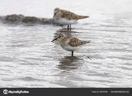 Image result for Calidris bairdii