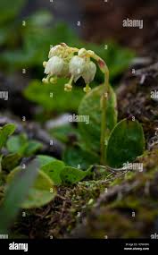 Attēlu rezultāti vaicājumam “Orthilia secunda fruit”