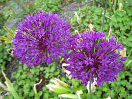 Attēlu rezultāti vaicājumam “Allium holandicum leaf”