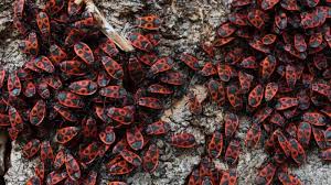 Attēlu rezultāti vaicājumam “Pyrrhocoris apterus”