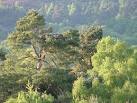 Osprey Nest Loch of the Lowes - via Daymix