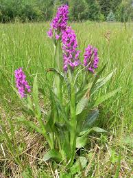 Attēlu rezultāti vaicājumam “Dactylorhiza majalis subsp. baltica flower”